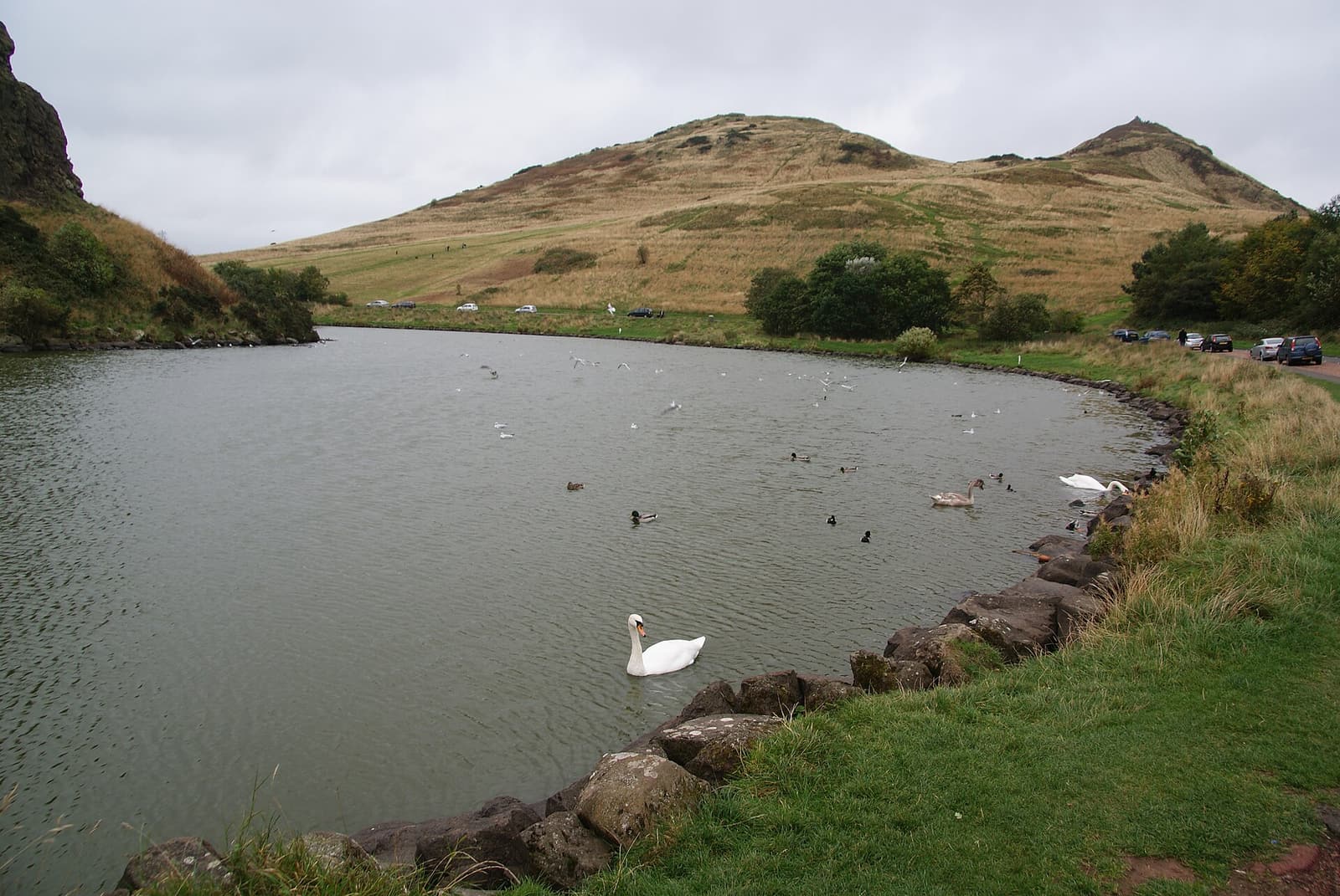 A swan on Dunsapie Loch with the grassy slopes of Arthur’s Seat rising behind